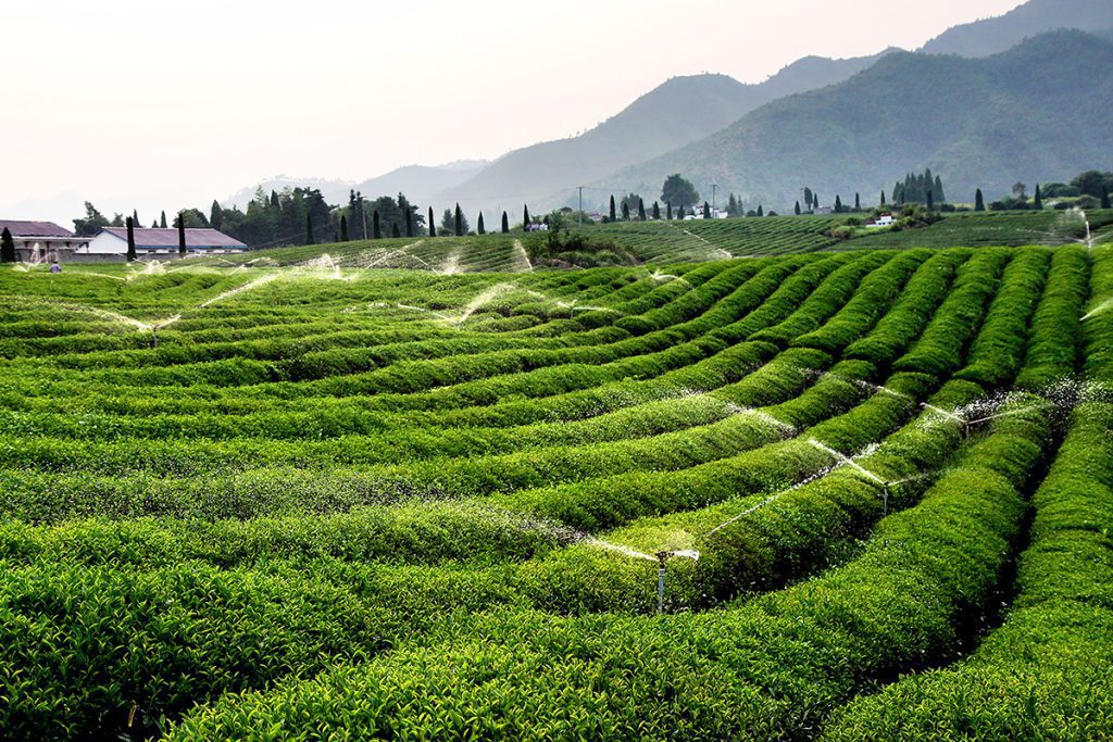 Organic Tea Plantation