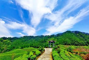 The Organic Tea Plantation of Tian Mu Moutain Valley